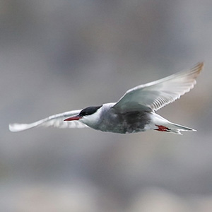 Whiskered Tern